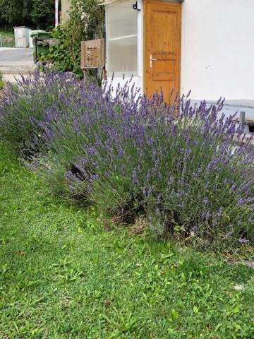 Appartamento Nid D'Abeilles Tramelan Esterno foto